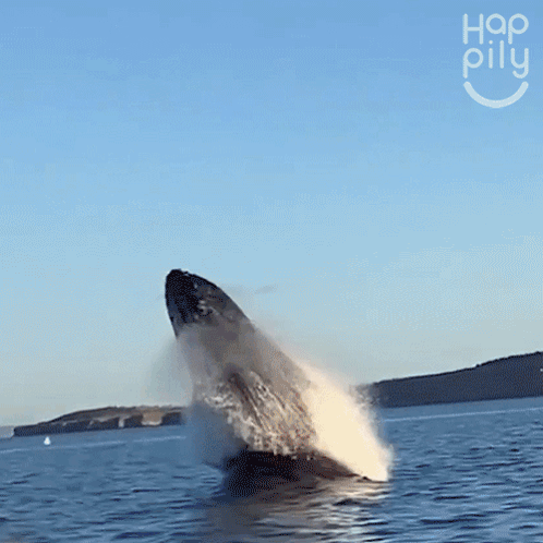 a humpback whale is jumping out of the water in front of a woman