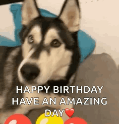 a husky dog is laying on a couch with balloons in front of it and says `` happy birthday have an amazing day '' .