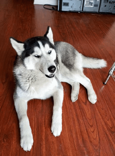 a husky dog is laying on a hardwood floor