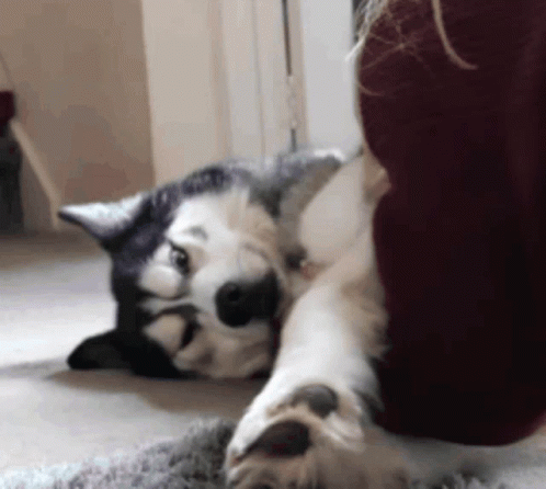 a husky dog is laying on its back next to a person