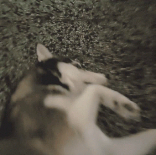 A Husky Dog Is Laying On Its Back With A Question Mark Above It GIF