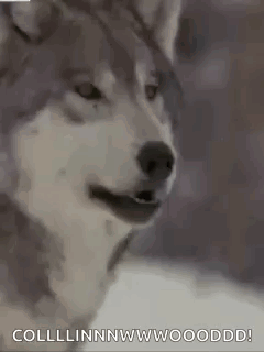 A Husky Dog Is Looking At The Camera With Its Mouth Open And Its Eyes Closed . GIF