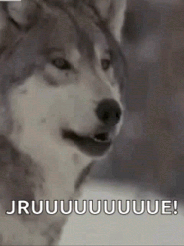 A Husky Dog Is Looking At The Camera With The Words `` Jruuuuuuue '' Written On The Bottom . GIF