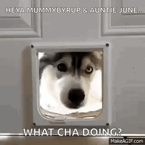 A Husky Dog Is Looking Through A Cat Door And Making A Funny Face . GIF