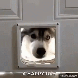 a husky dog is peeking through a cat door .