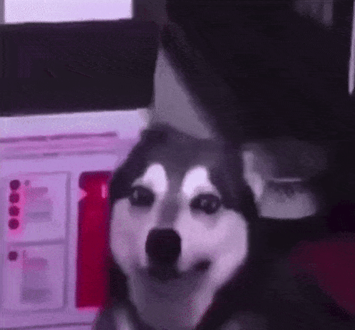 A Husky Dog Is Sitting Next To A Person In A Room . GIF