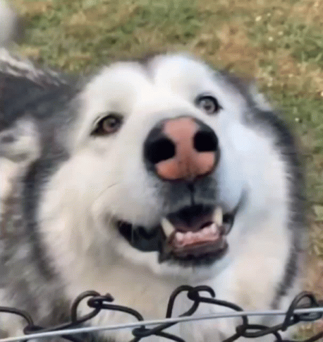 a husky dog is smiling behind a barbed wire fence and looking at the camera .