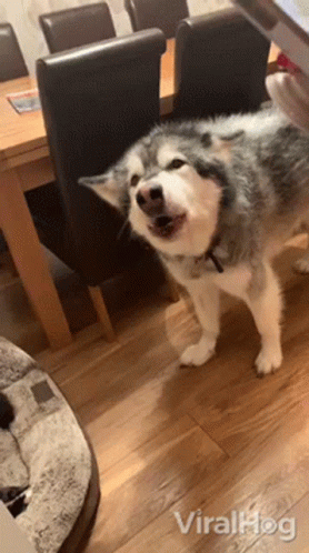 A Husky Dog Is Standing In Front Of A Dining Room Table And Chairs . GIF