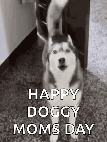 a husky dog is standing on a carpet and waving its tail .