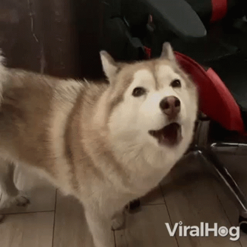 A Husky Dog Is Standing On A Wooden Floor With Its Mouth Open . GIF
