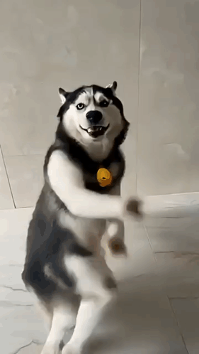 A Husky Dog Is Standing On Its Hind Legs And Smiling . GIF