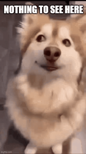 A Husky Dog Is Standing With Its Arms Crossed And Looking At The Camera With The Caption `` Nothing To See Here '' . GIF