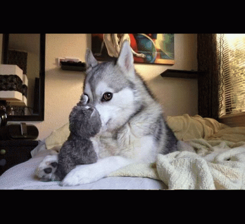 Husky Laying On Bed Holding Stuffed Animal GIF