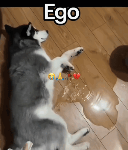 A Husky Dog Laying On A Wooden Floor With The Word Ego Written Above It GIF
