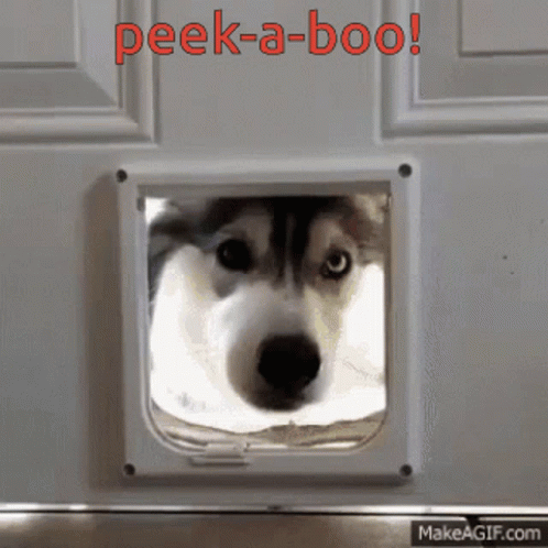 A Husky Dog Looking Through A Cat Door With The Words Peek-A-Boo In Red Letters GIF