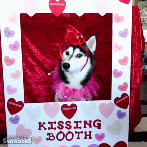 A Husky Dog Poses In A Kissing Booth Photo Frame GIF