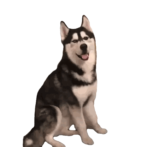 a husky dog sitting on a white background with its tongue out