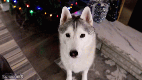 a husky dog standing in front of a christmas tree with the words gone to the snowdogs written on the bottom