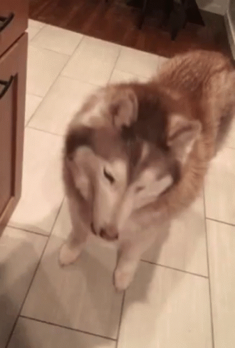 A Husky Dog Standing On Its Hind Legs Looking At The Camera GIF