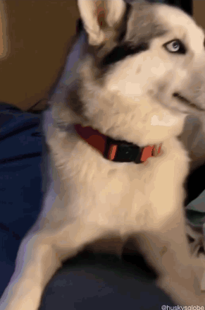 A Husky Dog Wearing A Red Collar Is Laying Down GIF