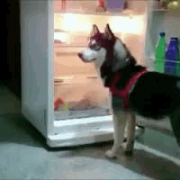 A Husky Dog Wearing A Red Hat Is Standing In Front Of A Refrigerator . GIF