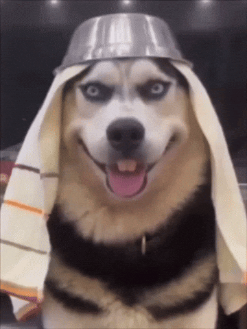 A Husky Dog Wearing A Towel And A Metal Bowl On Its Head GIF