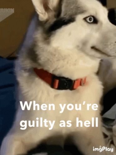 A Husky Dog With A Red Collar And The Words When You 'Re Guilty As Hell GIF