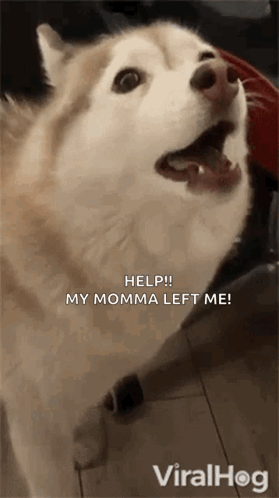 A Husky Dog With Its Mouth Open Is Asking For Help . GIF