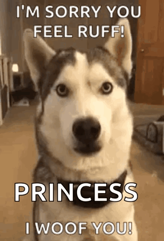 A Husky Dog With The Words `` I 'M Sorry You Feel Ruff ! Princess I Woof You '' GIF