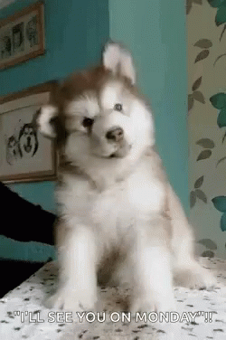 A Husky Puppy Is Sitting On A Table With The Words `` I 'Ll See You On Monday '' Written Below It . GIF