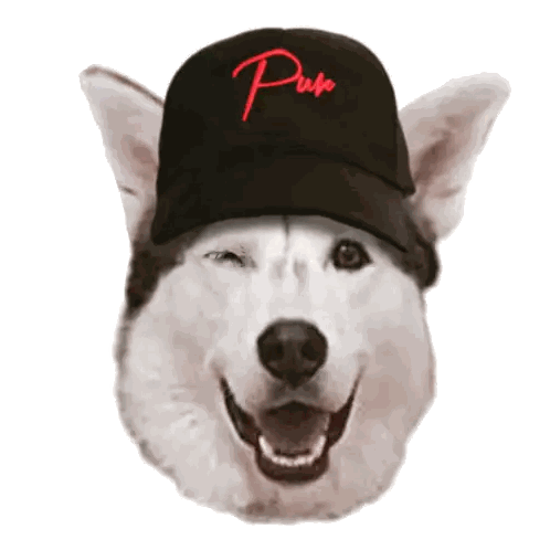 a husky wearing a black hat that says pup