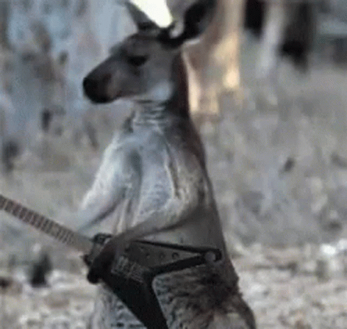 A Kangaroo Is Holding A Guitar In Its Paws While Standing On Its Hind Legs . GIF