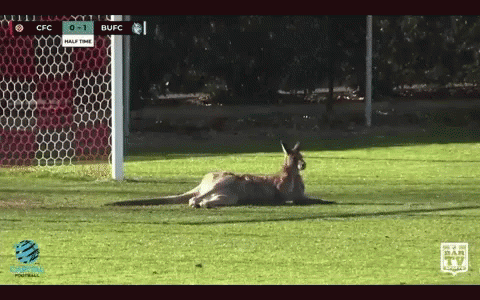 A Kangaroo Is Laying On A Soccer Field With A Scoreboard That Says Cfc 0-1 Bufc Half Time GIF