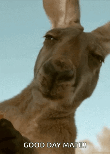 A Kangaroo Is Looking At The Camera With The Words " Good Day Mate " Below It GIF