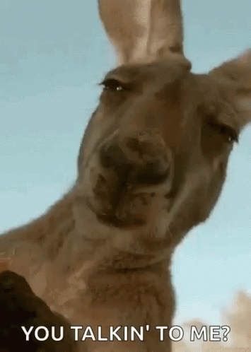 A Kangaroo Is Looking At The Camera With The Words `` You Talkin ' To Me '' Written On It . GIF