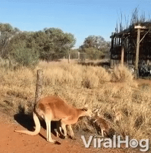 A Kangaroo Is Standing In A Field With The Words Viralhog Written On The Bottom GIF