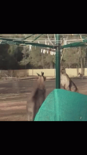 A Kangaroo Is Standing In Front Of A Clothesline GIF