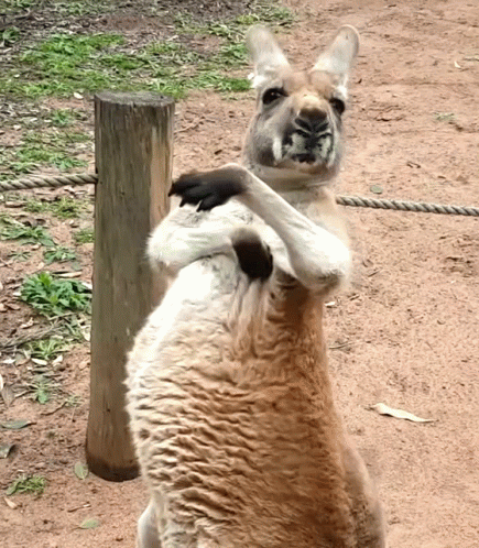 A Kangaroo Standing Next To Another Kangaroo With Its Paw On The Back Of The Kangaroo GIF