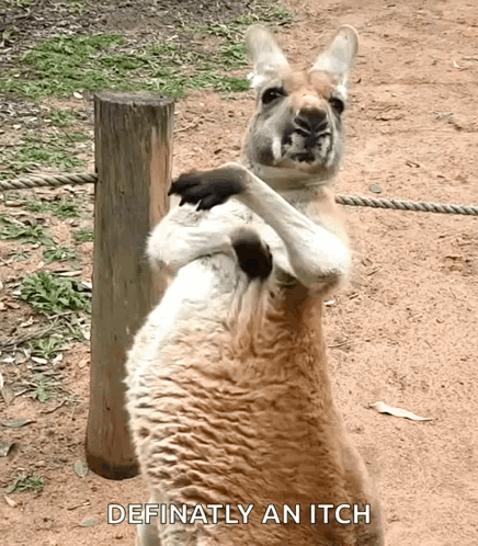 A Kangaroo Standing Next To Another Kangaroo With The Words " Definitely An Itch " Above It GIF