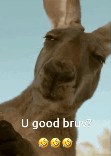A Kangaroo With The Words U Good Bruv On The Bottom GIF