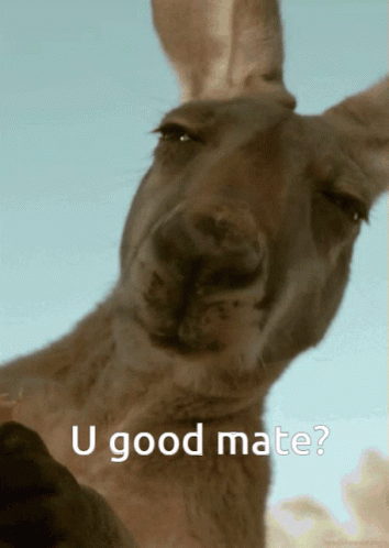 A Kangaroo With The Words " U Good Mate " Written Below It GIF