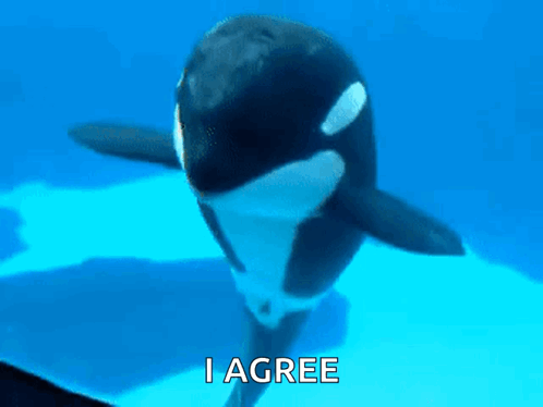 a killer whale is swimming in the ocean with the words `` i agree '' above it .