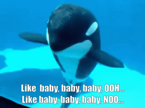 a killer whale with the words like baby baby baby ooh like baby baby baby noo written below it