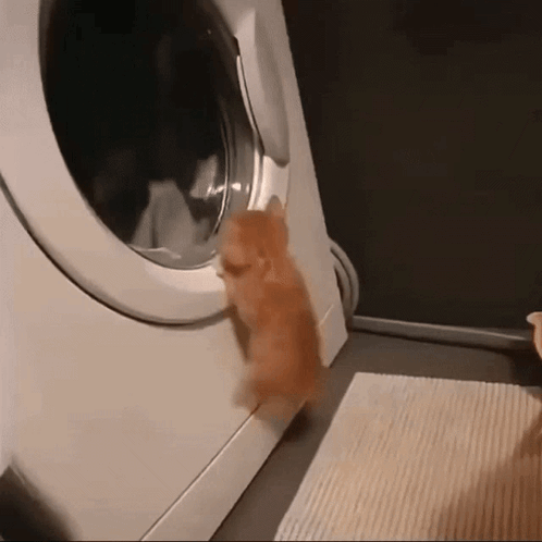 A Kitten Climbs Into A Washing Machine Door GIF