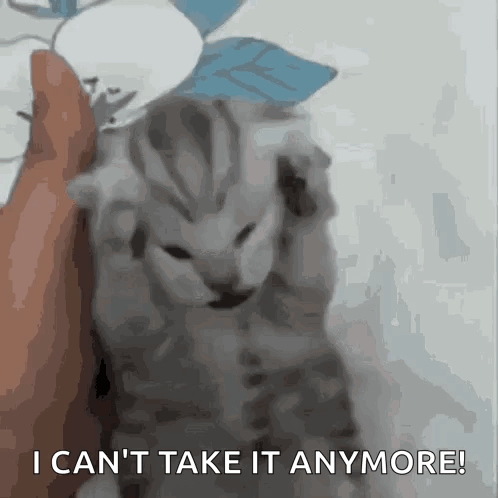 A Kitten Is Being Held By A Person And Says I Can 'T Take It Anymore ! GIF