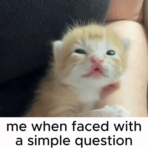 A Kitten Is Being Held In A Person 'S Arm With A Caption That Says Me When Faced With A Simple Question GIF