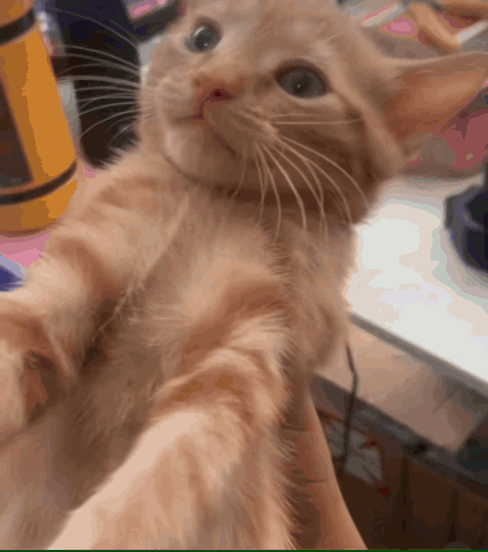 A Kitten Is Being Held In Someone 'S Hand And Looks At The Camera GIF