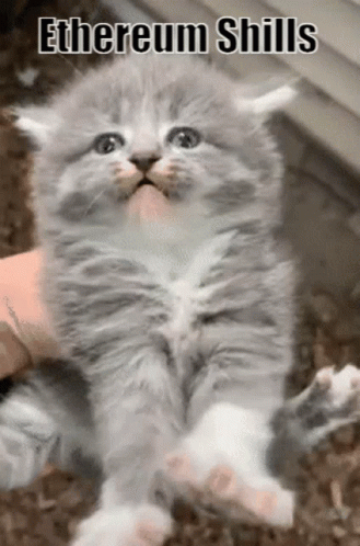 A Kitten Is Being Held In Someone 'S Hand With The Words " Ethereum Shills " On The Bottom GIF