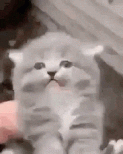 A Kitten Is Being Petting By A Person 'S Hand . GIF