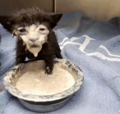 A Kitten Is Drinking From A Bowl On A Blue Towel GIF